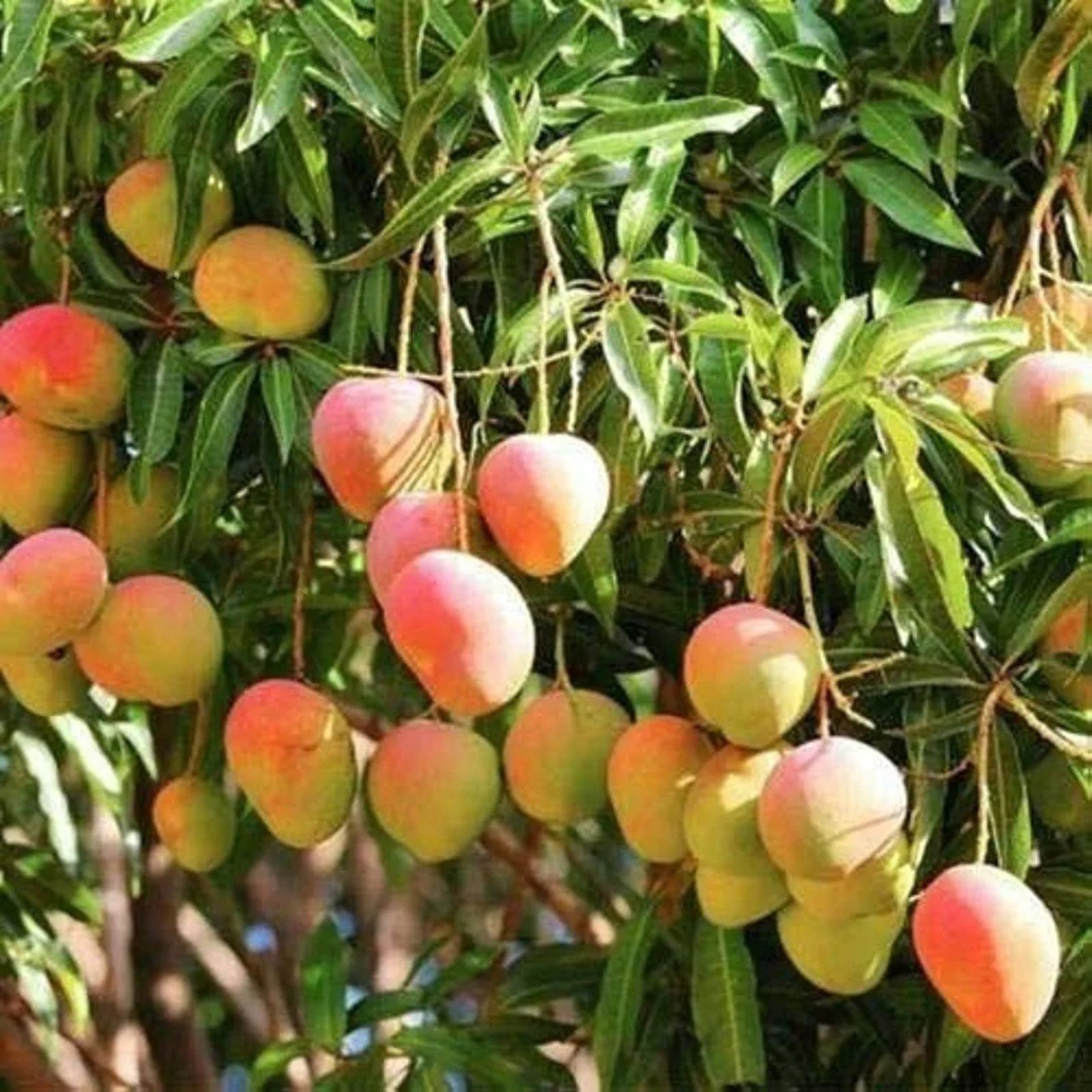 PRE-BOOK Devgad Alphonso Mangoes 🥭
